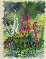 Foxgloves