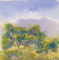 Gorse