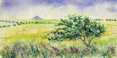 Betony and Hawthorn Lindisfarne